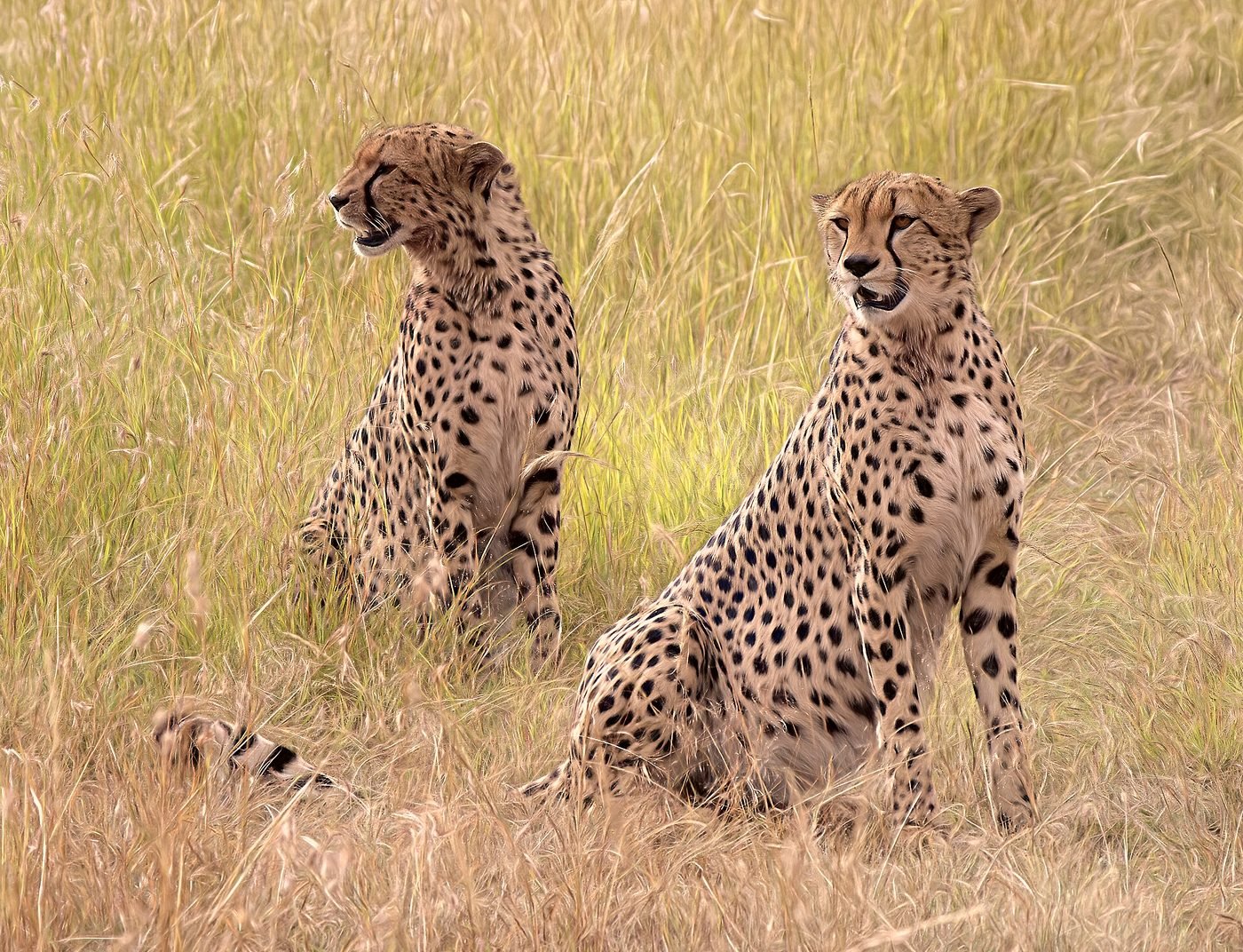 Two cheetahs resting on open grassland in the Maasai Mara
